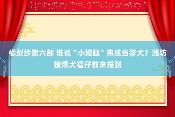 橘梨纱第六部 谁说“小短腿”弗成当警犬？潍坊搜爆犬福仔前来报到